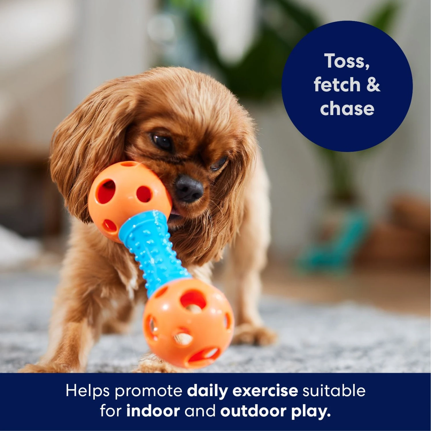 Frisco Dumbbell TPR Fetch Dog Toy 4 Frisco Dumbbell TPR Fetch Dog Toy - Image 4