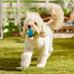 Frisco Fetch Squeaky Tennis Ball With Rubber Sleeve Dog Toy 12 Frisco Fetch Squeaky Tennis Ball With Rubber Sleeve Dog Toy -Frisco 152844 PT6. AC SS1800 V1691776576