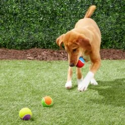 Frisco Fetch Squeaking Colorful Tennis Ball Dog Toy 12 Frisco Fetch Squeaking Colorful Tennis Ball Dog Toy -Frisco 152846 PT6. AC SS1800 V1691776651