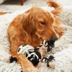 Frisco Halloween Skeleton Plush With Rope Squeaky Dog Toy 7 Frisco Halloween Skeleton Plush With Rope Squeaky Dog Toy -Frisco 161358 PT6. AC SS1800 V1597599370