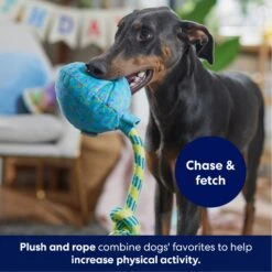 Frisco Birthday Balloon Plush With Rope Squeaky Dog Toy 8 Frisco Birthday Balloon Plush With Rope Squeaky Dog Toy -Frisco 177807 PT3. AC SS1800 V1695241973