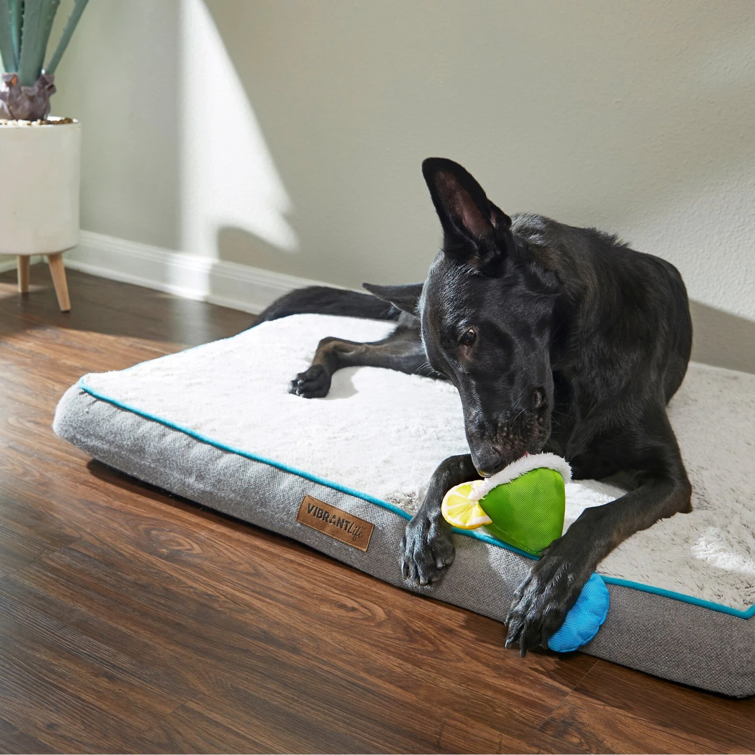 Frisco Summer Fun Margarita Plush & Rope Dog Toy 2 Frisco Summer Fun Margarita Plush & Rope Dog Toy - Image 2