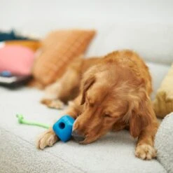 Frisco Retro PC Mouse Rubber Tug & Fetch Dog Toy 5 Frisco Retro PC Mouse Rubber Tug & Fetch Dog Toy -Frisco 230385 PT3. AC SS1800 V1606953426