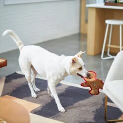 Frisco Holiday Gingerbread Man Flat Plush Squeaky Dog Toy 8 Frisco Holiday Gingerbread Man Flat Plush Squeaky Dog Toy -Frisco 233241 PT2. AC SS1800 V1601311903