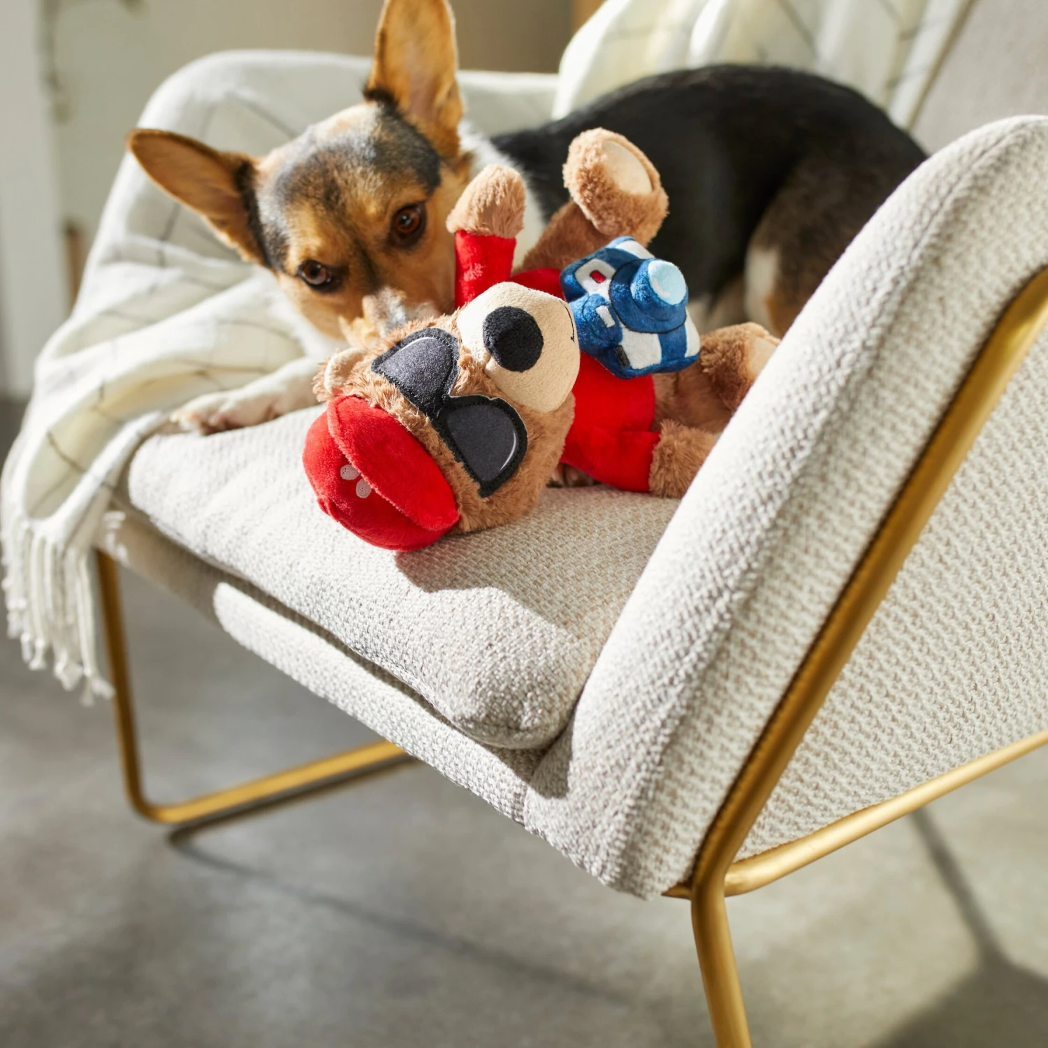 Frisco Road Trip Tourist Bear Plush Squeaky Dog Toy 3 Frisco Road Trip Tourist Bear Plush Squeaky Dog Toy - Image 3