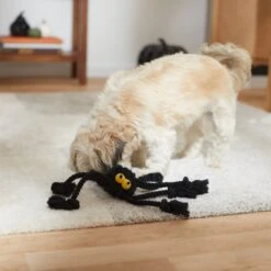 Frisco Halloween Spider Rope Dog Toy 6 Frisco Halloween Spider Rope Dog Toy -Frisco 270504 PT3. AC SS1800 V1624825021