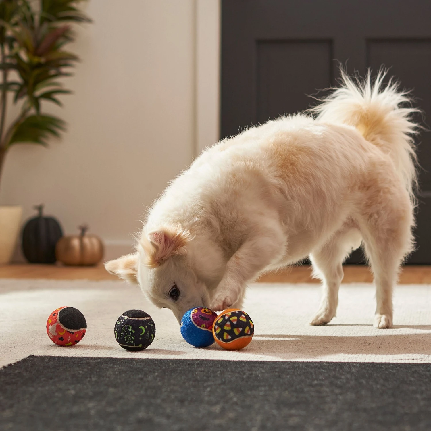 Frisco Halloween Glow In The Dark Fetch Squeaky Tennis Ball Dog Toy 4 Frisco Halloween Glow In The Dark Fetch Squeaky Tennis Ball Dog Toy - Image 4