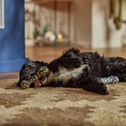 Frisco Halloween Candy Corn & Ghosts TPR Bone Squeaky Dog Toy, 2 Count 7 Frisco Halloween Candy Corn & Ghosts TPR Bone Squeaky Dog Toy, 2 Count -Frisco 270529 PT3. AC SS1800 V1689876508