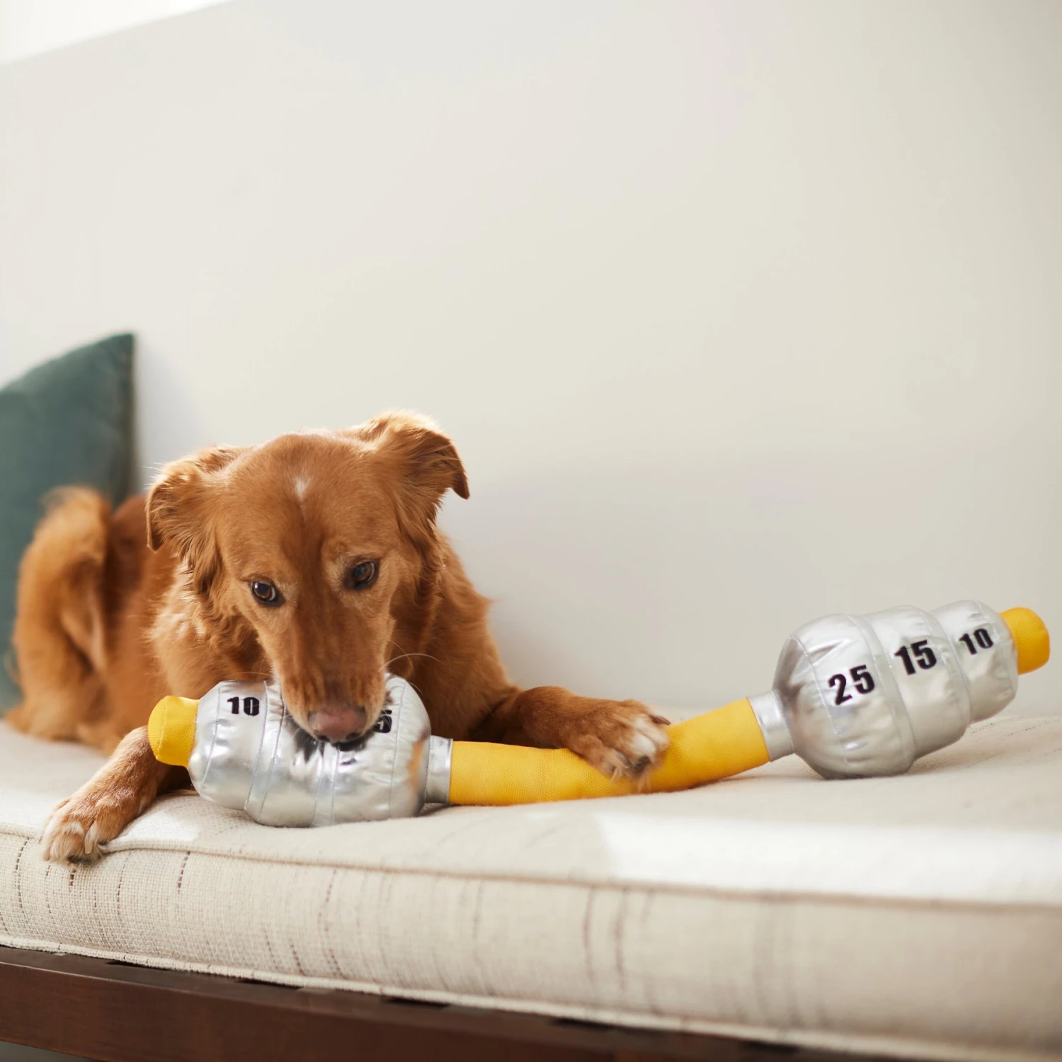 Frisco Weight Bar Wagazoo Plush Squeaky Dog Toy 3 Frisco Weight Bar Wagazoo Plush Squeaky Dog Toy - Image 3