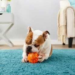 Frisco Fetch Squeaky TPR Ball Dog Toy & Bones & Chews Pig Ear Chews Dog Treats 8 Frisco Fetch Squeaky TPR Ball Dog Toy & Bones & Chews Pig Ear Chews Dog Treats -Frisco 297964 PT3. AC SS1800 V1623252759