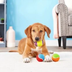 Frisco Fetch Squeaking Colorful Tennis Ball Dog Toy & Project Hive Pet Company Ball Dog Toy 12 Frisco Fetch Squeaking Colorful Tennis Ball Dog Toy & Project Hive Pet Company Ball Dog Toy -Frisco 319024 PT3. AC SS1800 V1630550869