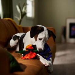 Frisco Halloween Bouquet Plush Squeaky Dog Toy -Frisco 344018 PT3. AC SS1800 V1657657031