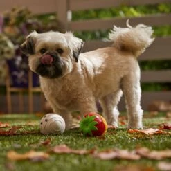 Frisco Halloween Chocolate Covered Strawberries Latex Squeaky Dog Toy 6 Frisco Halloween Chocolate Covered Strawberries Latex Squeaky Dog Toy -Frisco 344043 PT3. AC SS1800 V1657657031