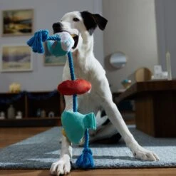 Frisco Hanukkah Celebration Plush With Rope Squeaky Dog Toy 7 Frisco Hanukkah Celebration Plush With Rope Squeaky Dog Toy -Frisco 360986 PT3. AC SS1800 V1661874063