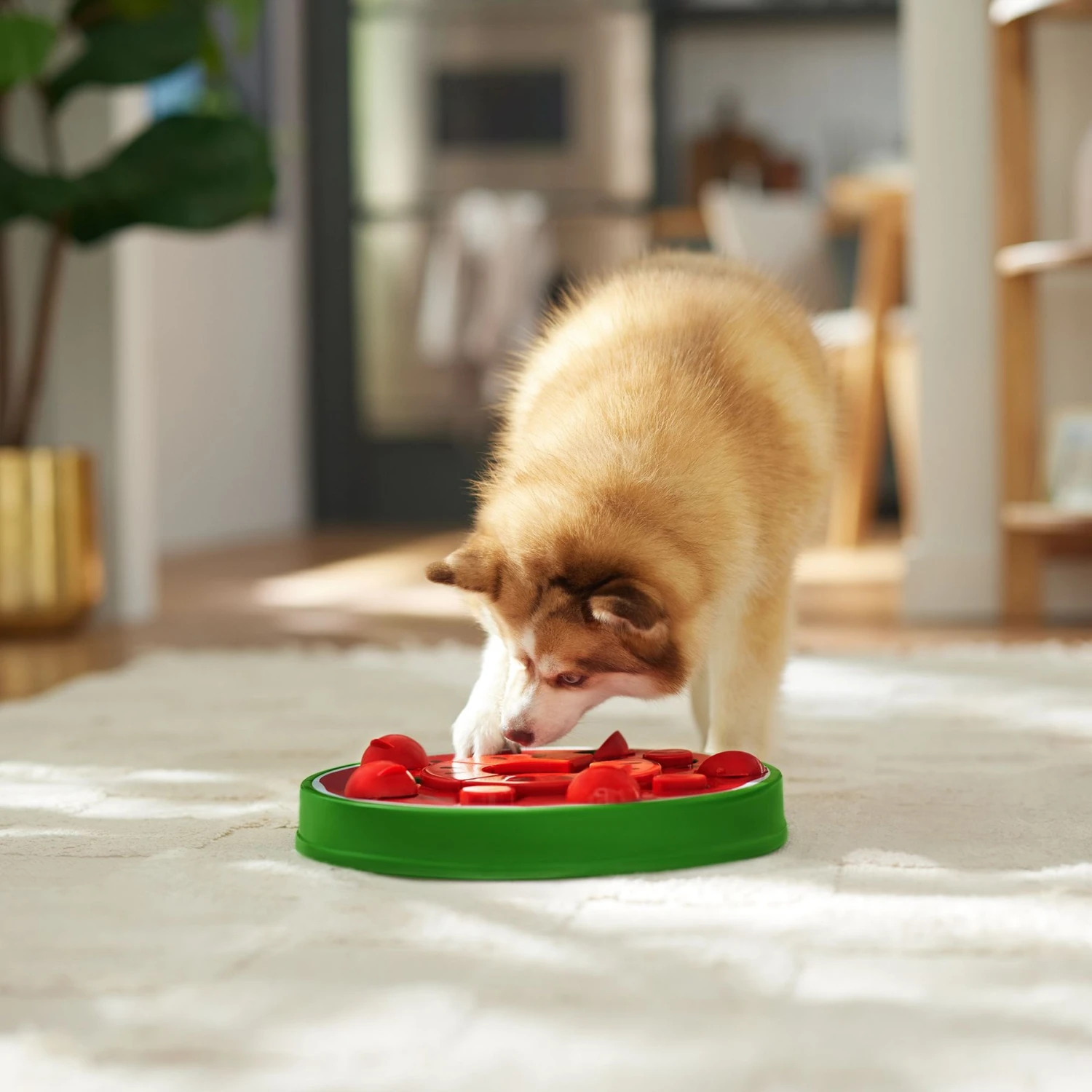 Frisco Watermelon Interactive Puzzle Dog Toy, Advanced 6 Frisco Watermelon Interactive Puzzle Dog Toy, Advanced - Image 6