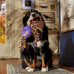 Frisco Halloween Magical Spider Plush With Rope Squeaky Dog Toy 8 Frisco Halloween Magical Spider Plush With Rope Squeaky Dog Toy -Frisco 668310 PT3. AC SS1800 V1690571954