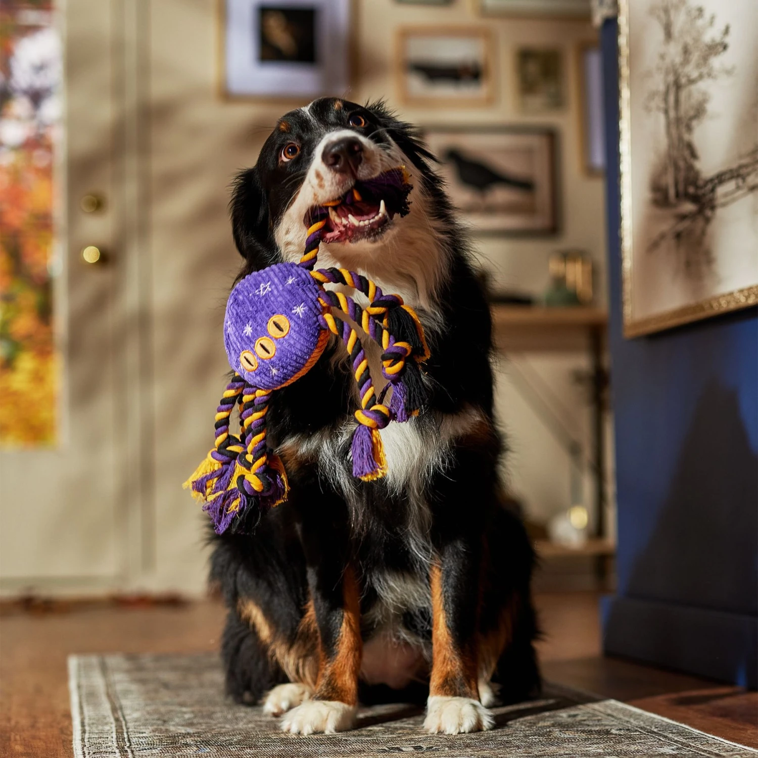 Frisco Halloween Magical Spider Plush With Rope Squeaky Dog Toy 4 Frisco Halloween Magical Spider Plush With Rope Squeaky Dog Toy - Image 4