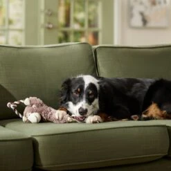 Frisco Monkey Plush With Rope Squeaky Dog Toy & Frisco Cow Plush With Inside Rope Squeaky Dog Toy 13 Frisco Monkey Plush With Rope Squeaky Dog Toy & Frisco Cow Plush With Inside Rope Squeaky Dog Toy -Frisco 961998 PT4. AC SS1800 V1694784009